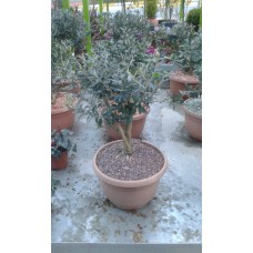 Zeytin Bonsai